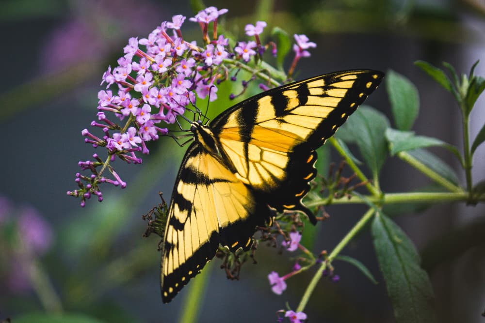 Yellow butterfly resting on purple flowers